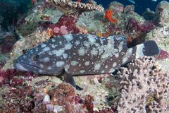 Epinephelus coeruleopunctatus