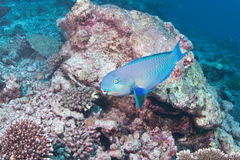 Chlorurus strongylocephalus