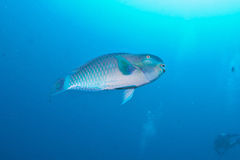 Chlorurus strongylocephalus