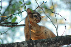 Bassariscus astutus flavus