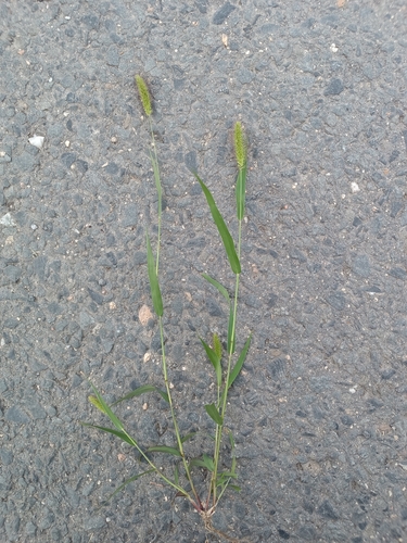 Green Bristle Grass