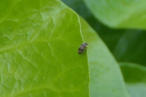 ivy boring beetle, Groesbeek, Nederland, photo 7 of 10