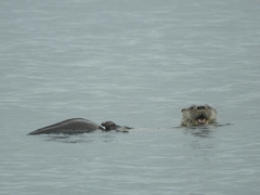 Lontra provocax
