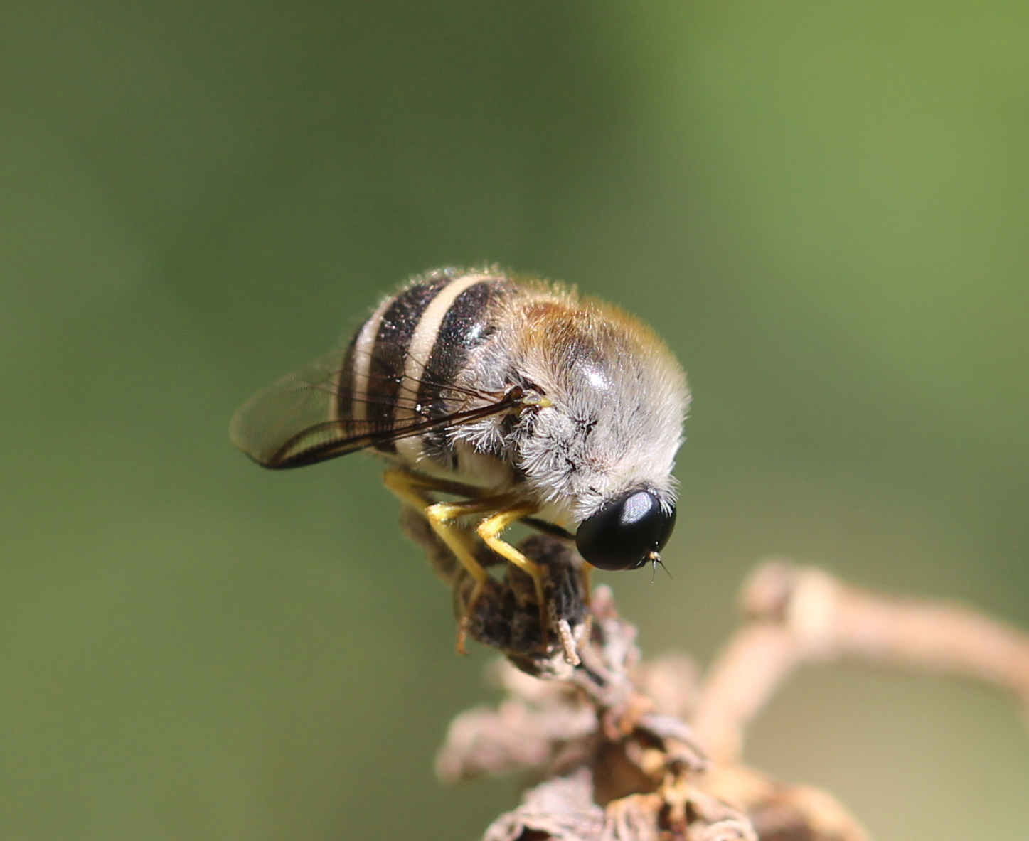 Flies (Order Diptera) · iNaturalist