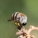 Orthorrhaphan Flies - Photo (c) Cecile Roux, some rights reserved (CC BY-NC), uploaded by Cecile Roux