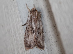 Lithophane petulca