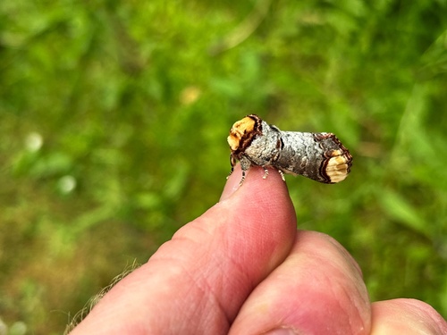 Buff-tip