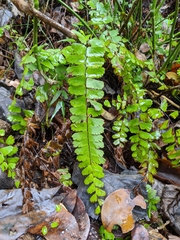 Adiantum meishanianum