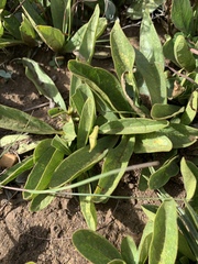 Vangueria pygmaea