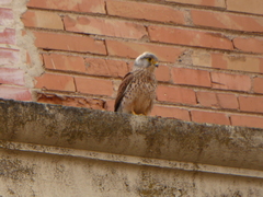 Falco tinnunculus