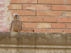 Falco tinnunculus