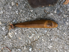 Ariolimax brachyphallus