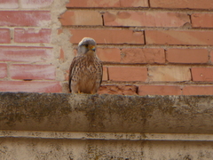 Falco tinnunculus