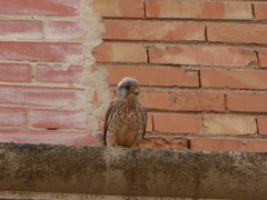 Falco tinnunculus
