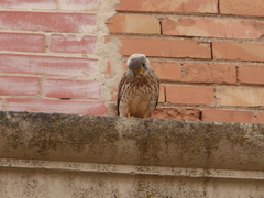 Falco tinnunculus