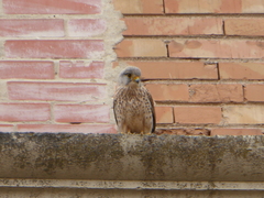 Falco tinnunculus
