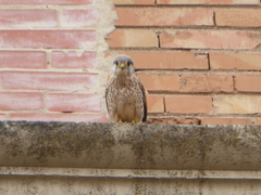 Falco tinnunculus
