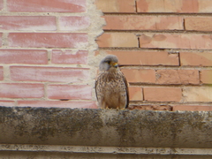 Falco tinnunculus
