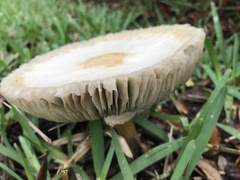 Chlorophyllum molybdites image