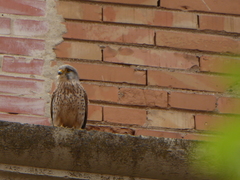 Falco tinnunculus