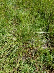 Nassella pulchra