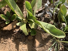 Vangueria pygmaea