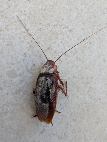 American Cockroach