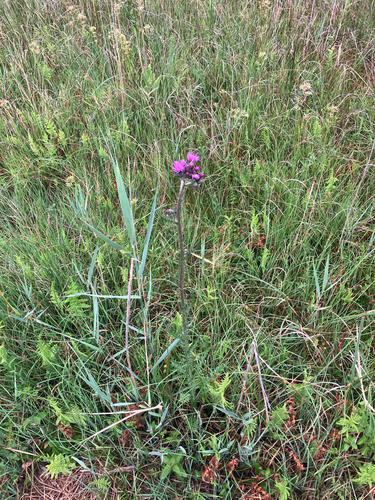 Marsh Thistle