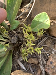 Vangueria pygmaea