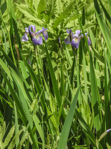 northern blue flag