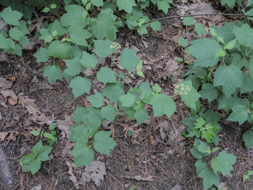 mapleleaf viburnum