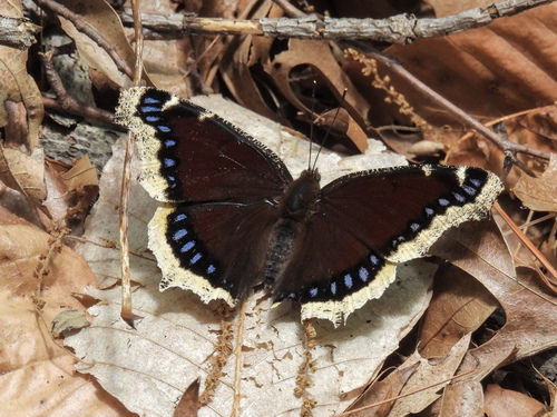 Mourning Cloak