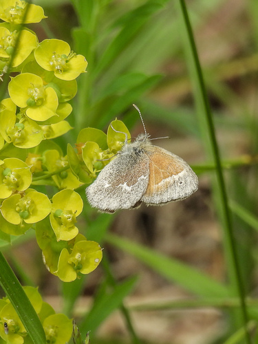 Common Ringlet
