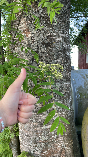 European mountain ash