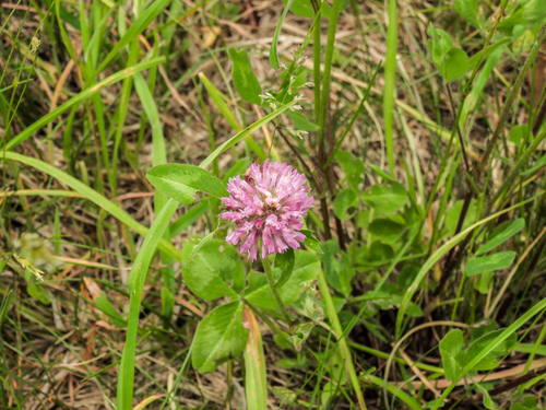 Clover