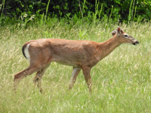 White-tailed Deer