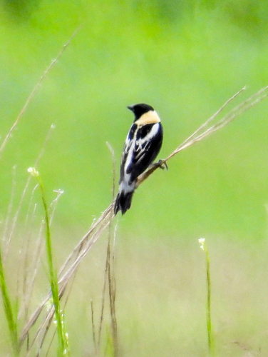 Bobolink