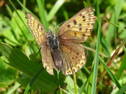 Sooty Copper