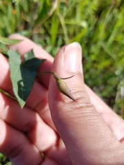 Calystegia purpurata
