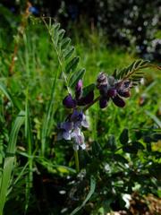 Vicia sepium