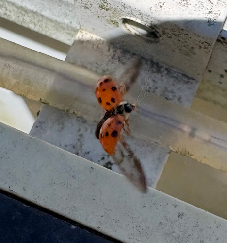 Asian Lady Beetle