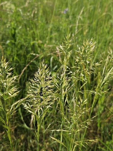 Yellow Oat-grass