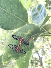 Amata grotei