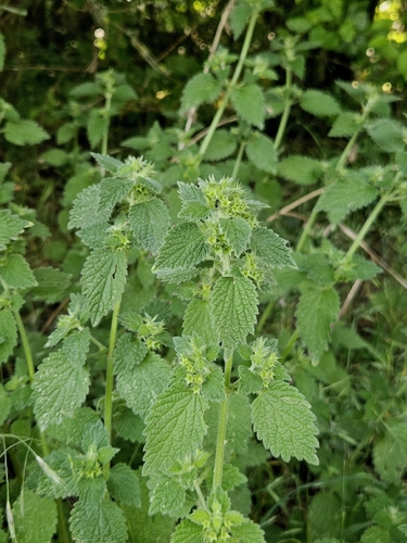 Black horehound