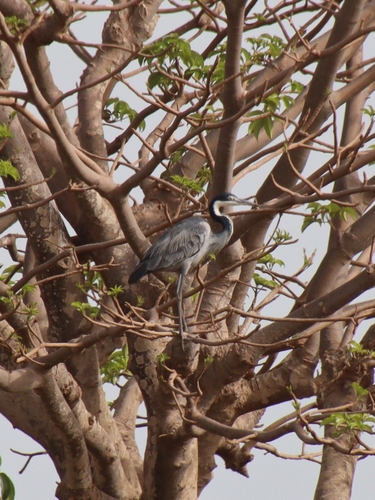 iNaturalist image
