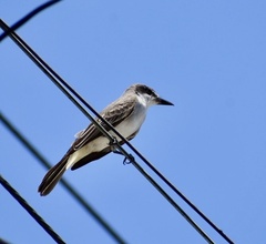 Tyrannus dominicensis