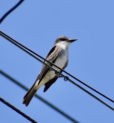 Tyrannus dominicensis