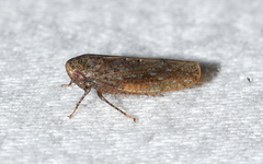 Paraphlepsius continuus