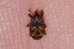 Glyptobaris lecontei