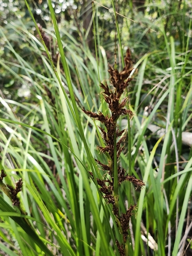 Gahnia beecheyi observed 2026-06-01